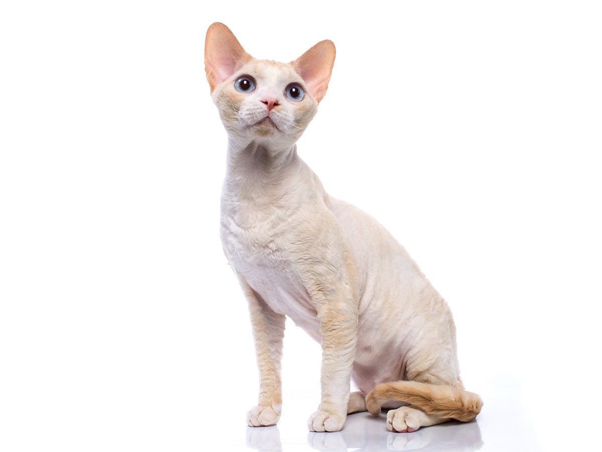 Devon rex v domácím prostředí